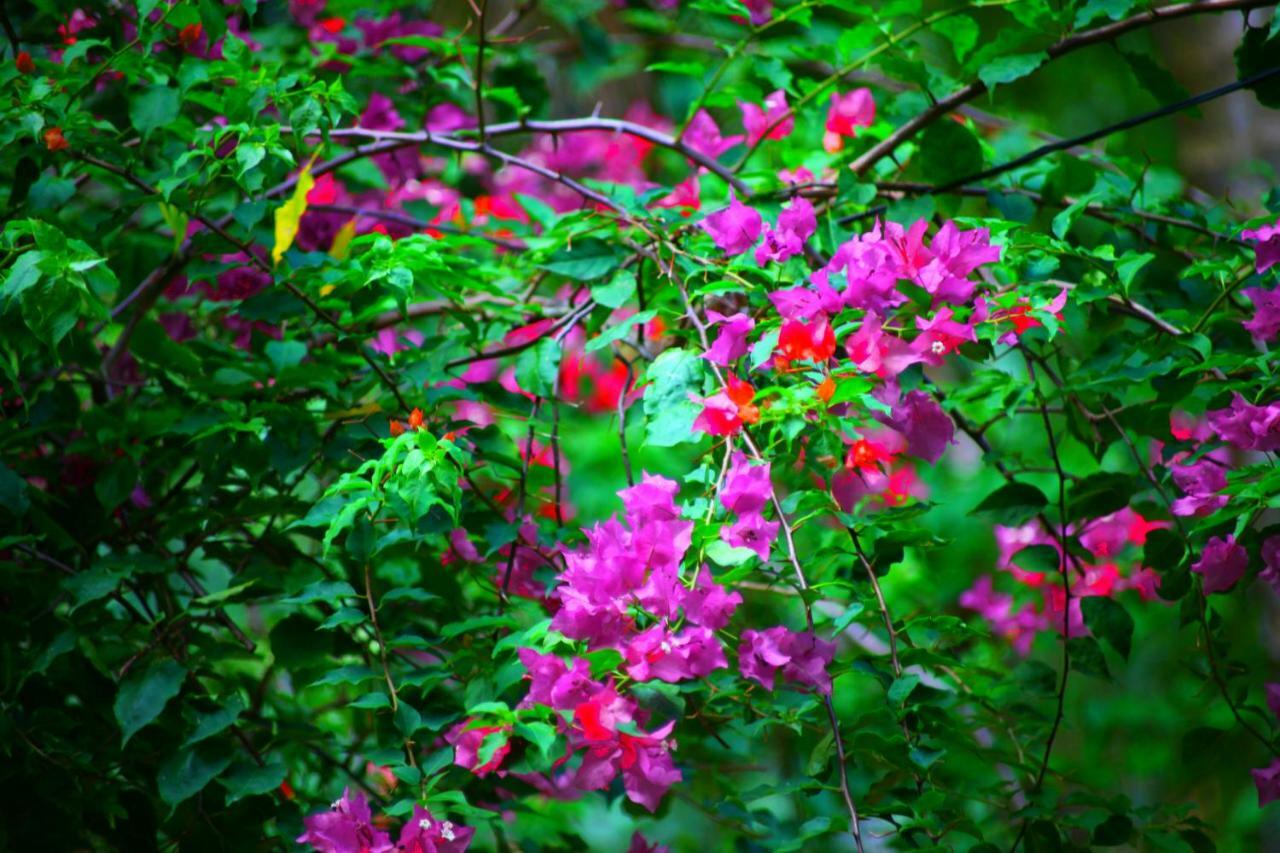 Green Garden Cabanas Tangalle Luaran gambar