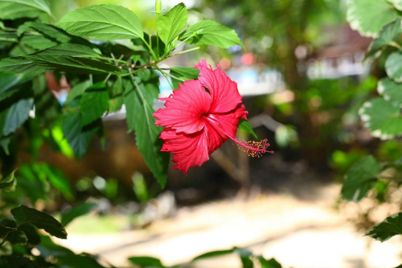 Green Garden Cabanas Tangalle Luaran gambar